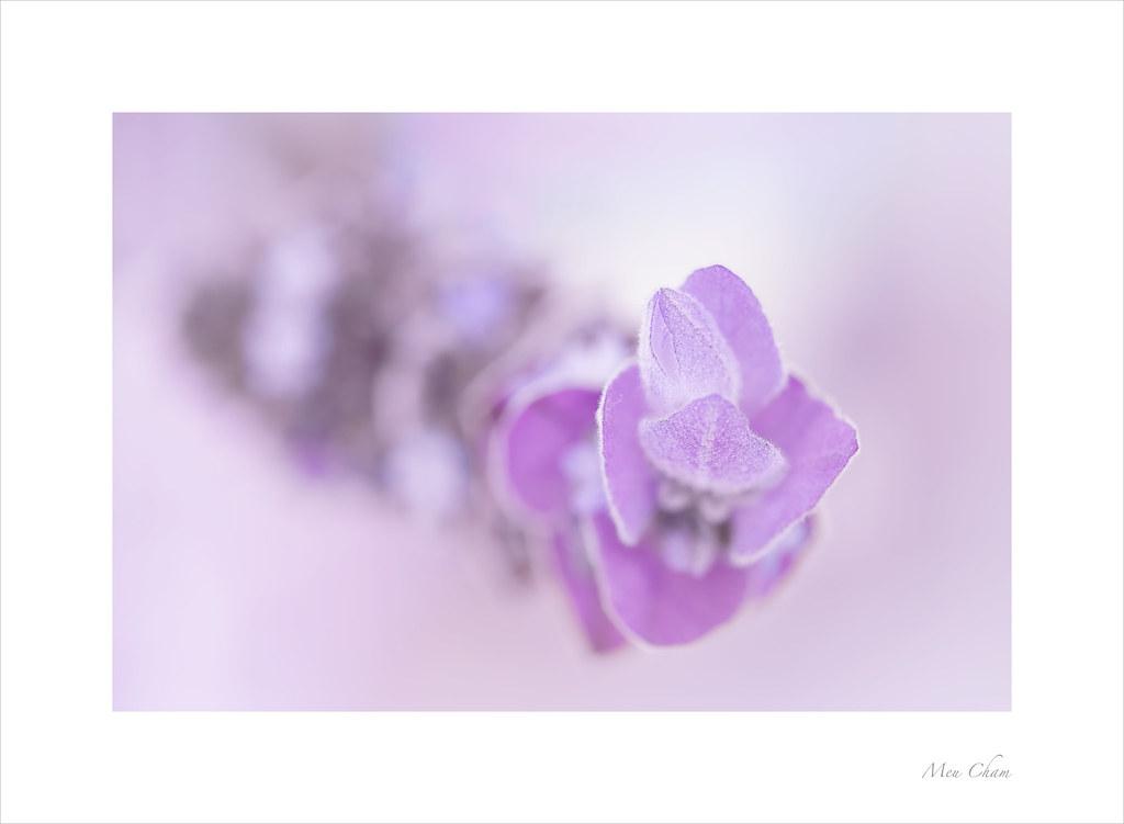 Herbal Allies: Exploring Natures Calming Remedies