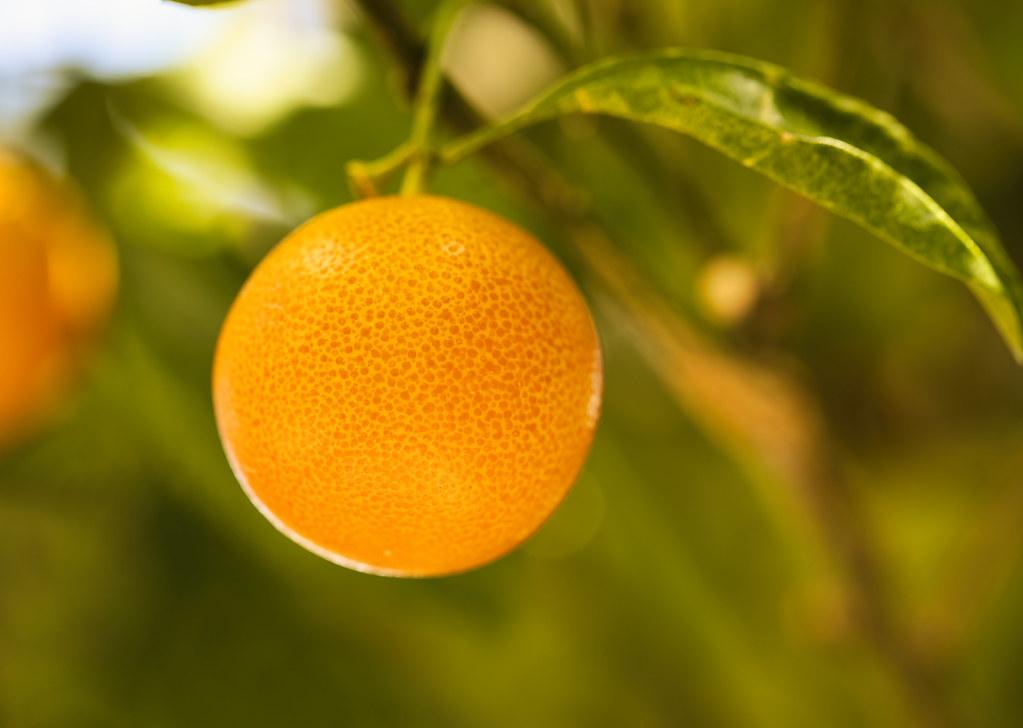 Citrus and Savory: Balancing Acidity for Perfect Tenderness