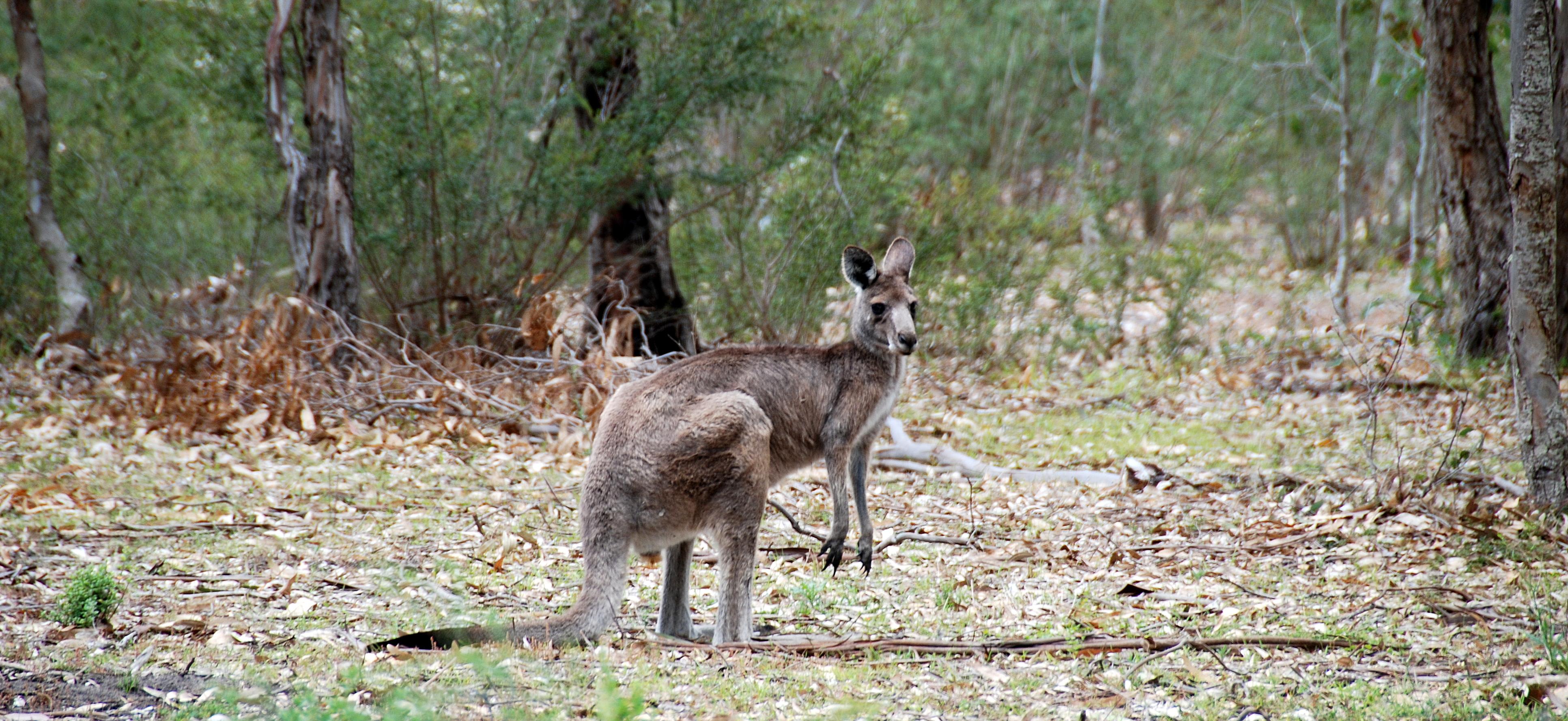 Balancing Meat Consumption with Global ​Food Security