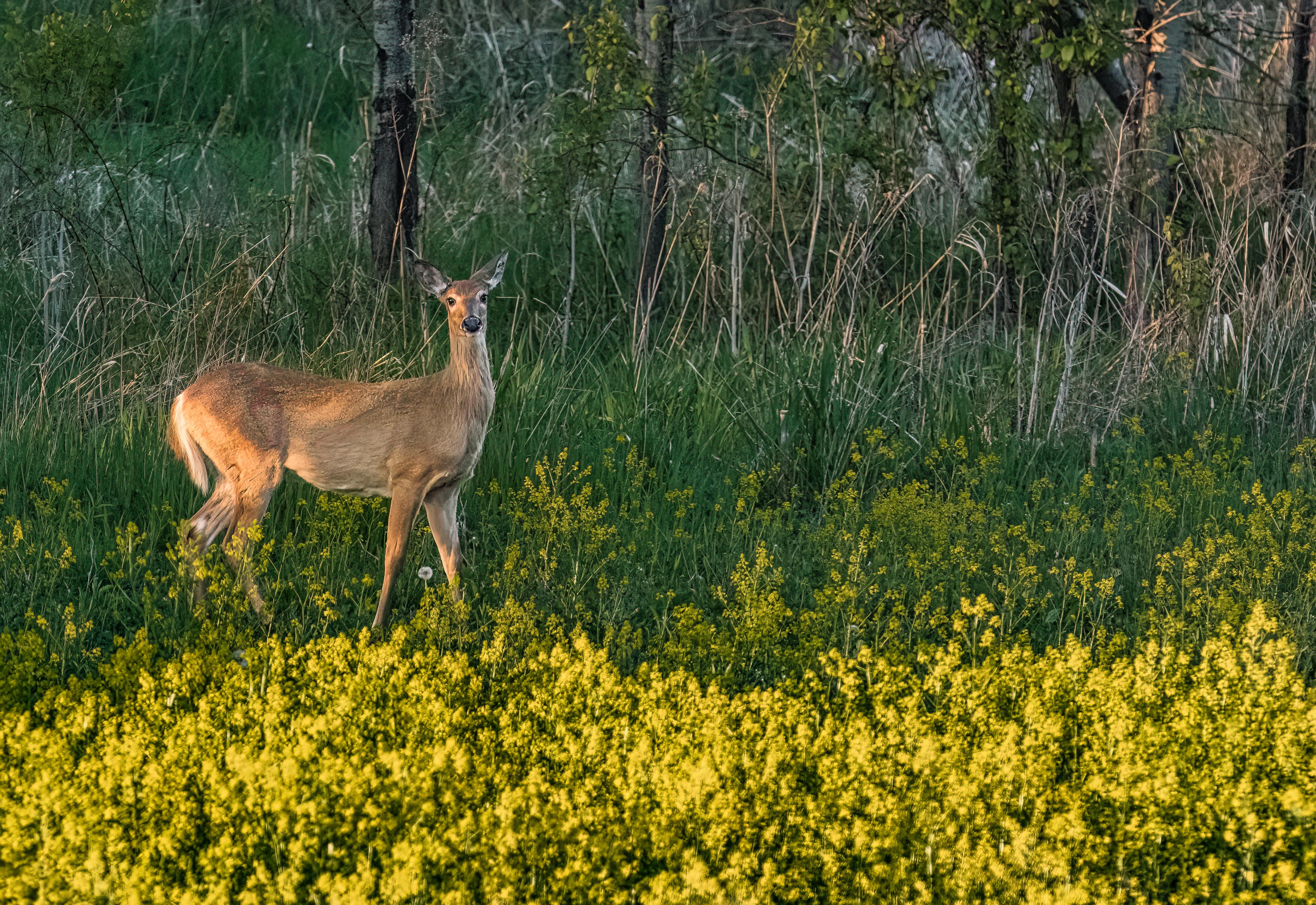 Latin Americas Flavorful Street Food Fiesta
