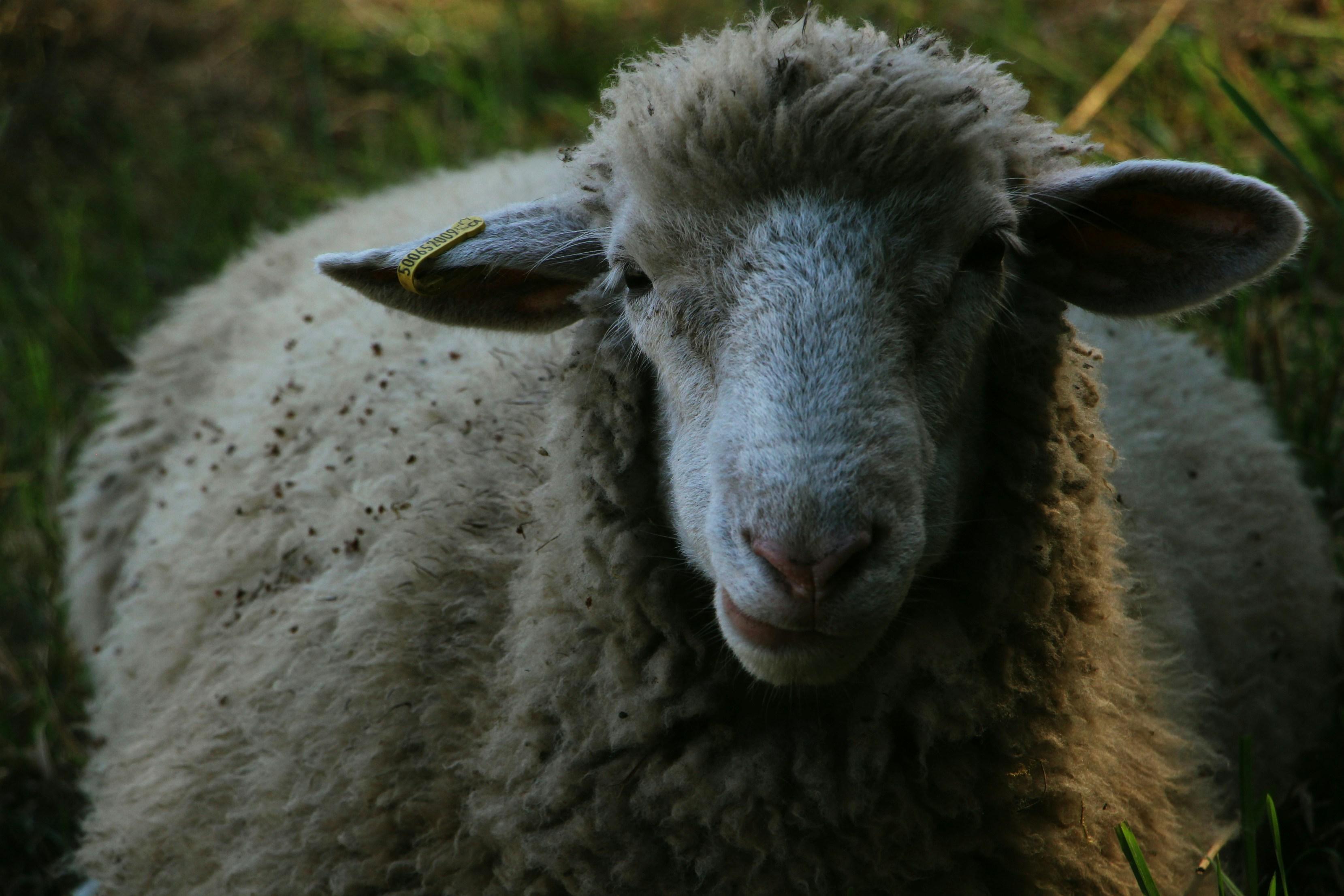 The Environmental Impact ⁤of ⁤Lamb Farming