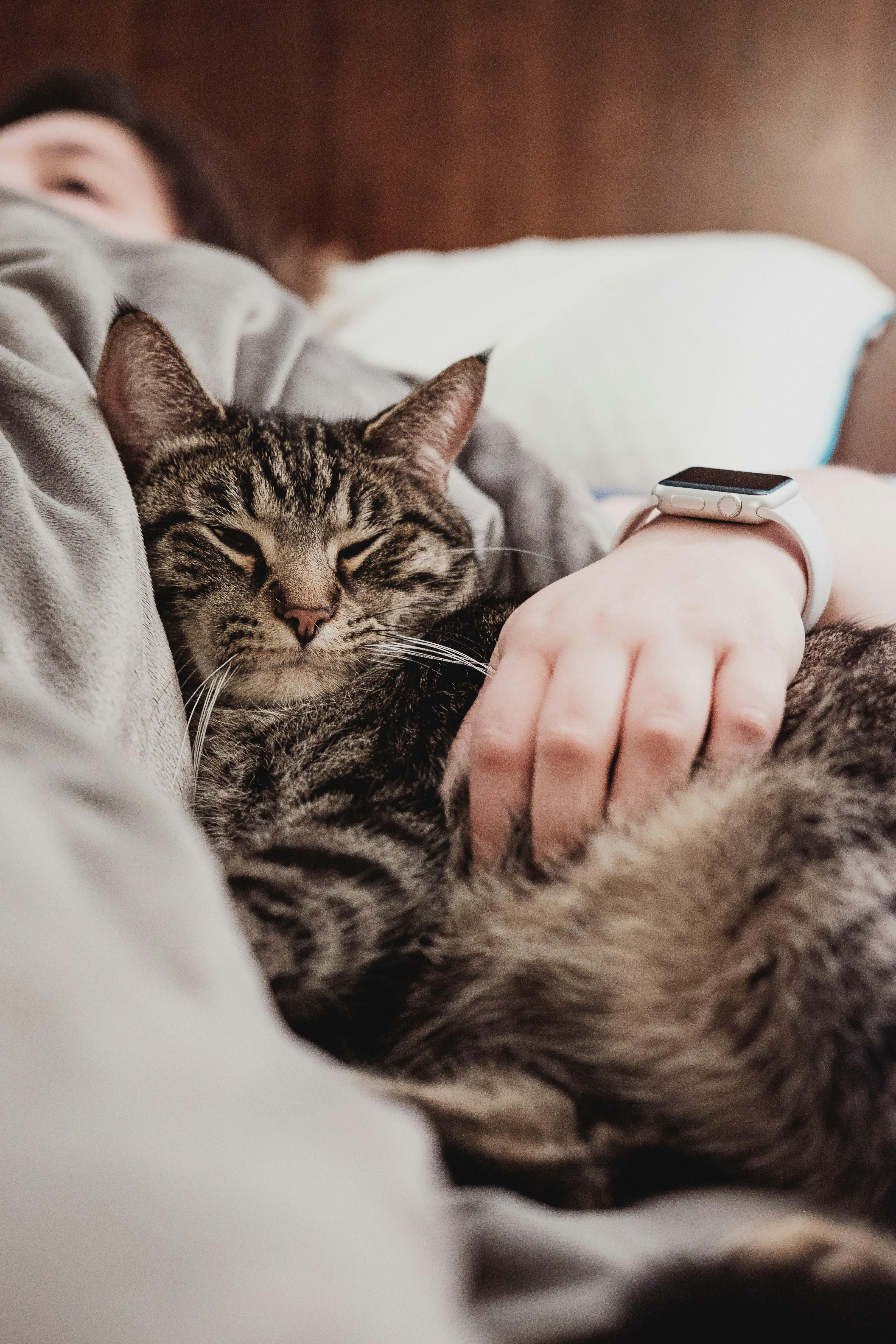 Balancing Hygiene and Hospitality in Pet-Inclusive Restaurants