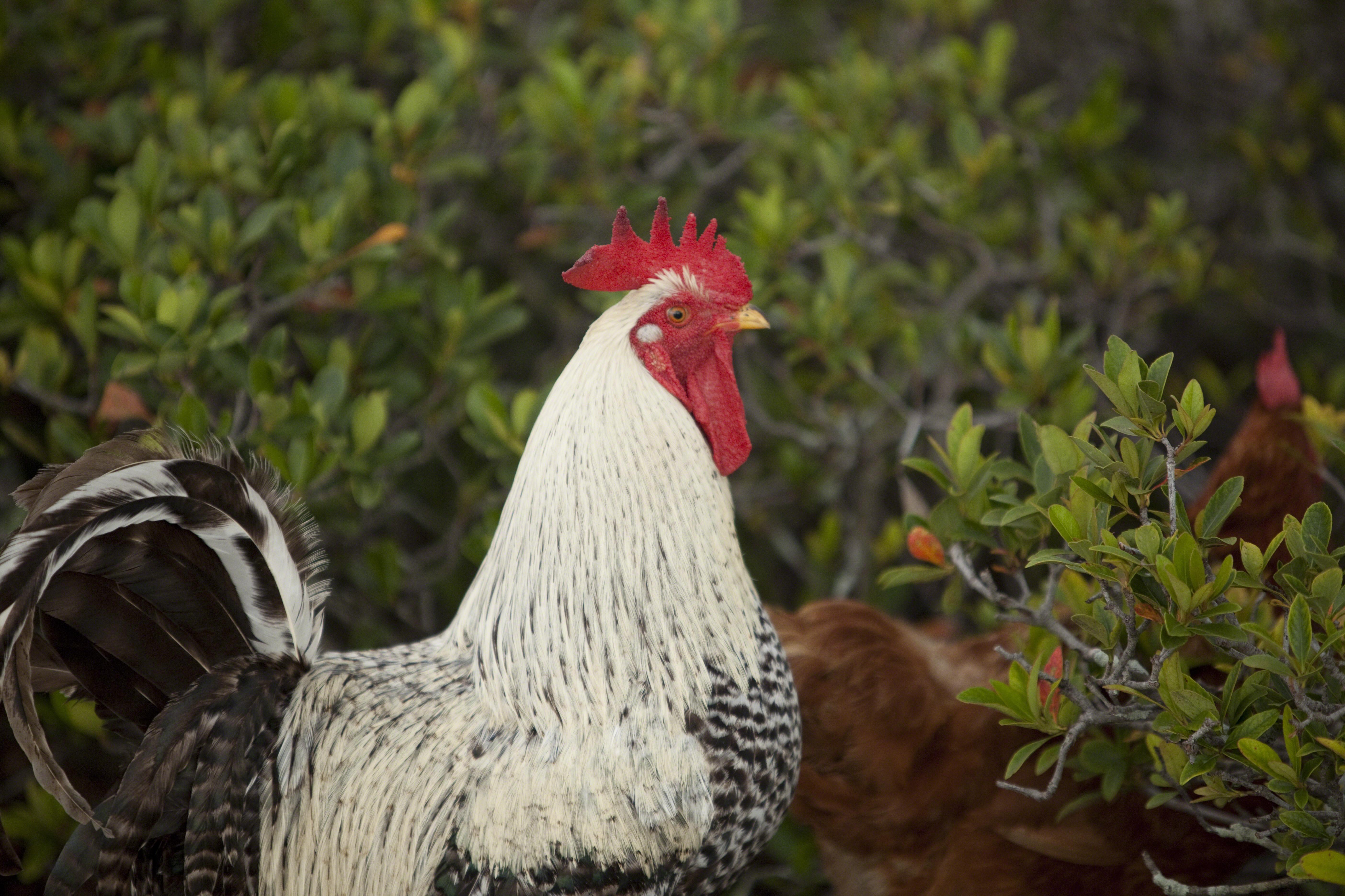 Mastering​ the Art of ​Flavor Balance ​for Roasted Chicken