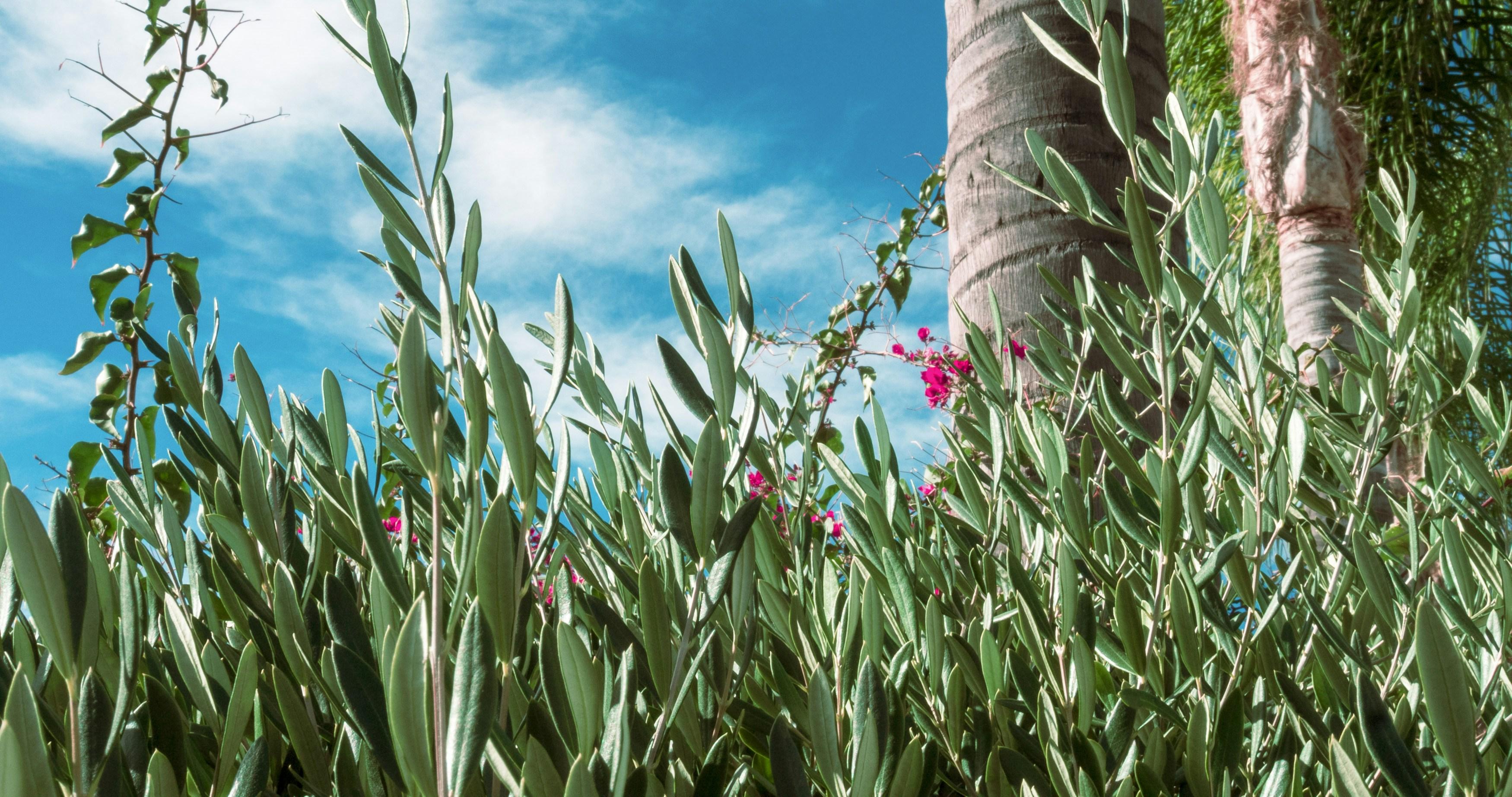 The Science Behind Saturated Fats and Cholesterol